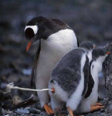 Pingvin-puki. Az igazi debil